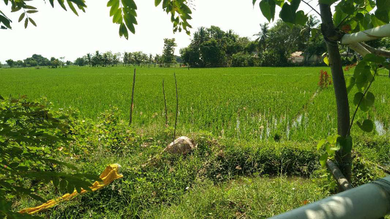 AGRICULTURE LAND SALE THANJAVUR IN PAPANASAM