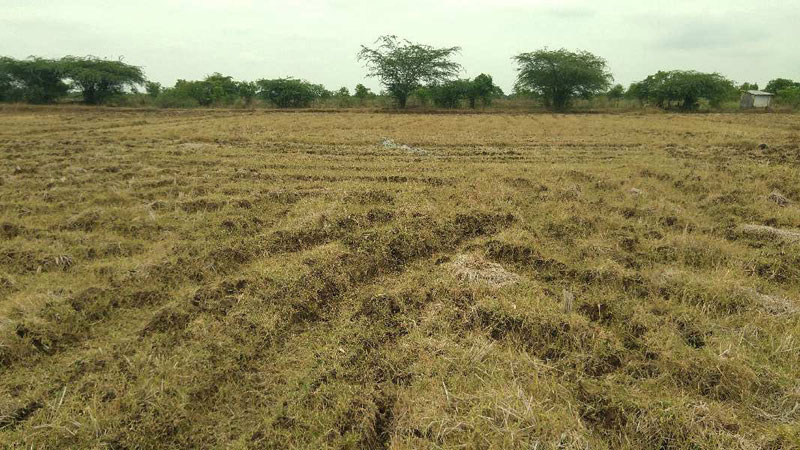 AGRICULTURE LAND SALE IN VATHIESWARANKOVIL