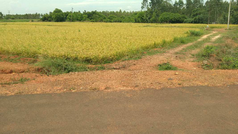 AGRICULTURE RED SOIL LAND SALE THANJAVUR IN THATAKURICHI