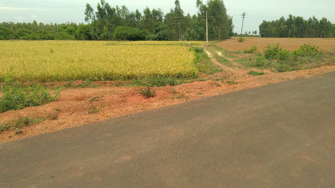 AGRICULTURE RED SOIL LAND SALE THANJAVUR IN THATAKURICHI