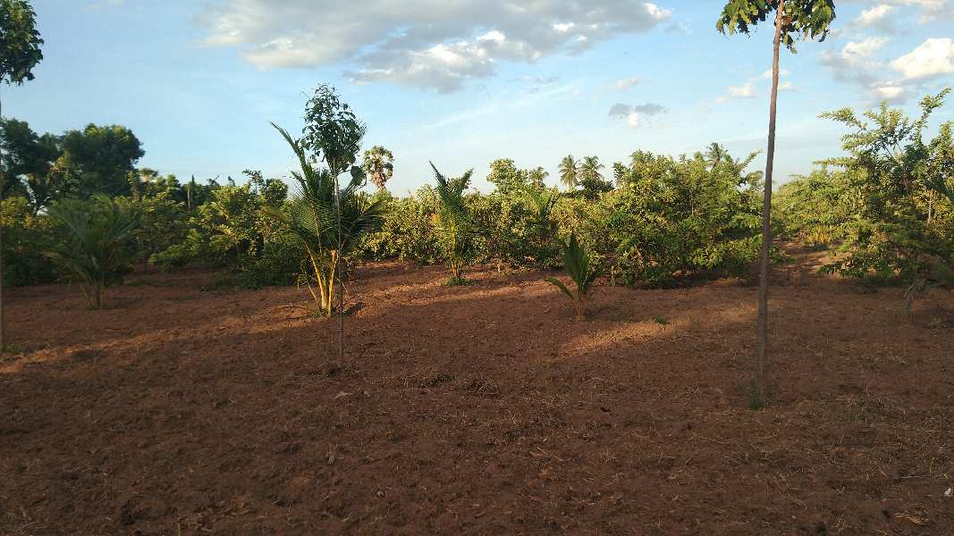 GUAVA TREES AND COCONUT TREES FARM LAND SALE THANJAVUR