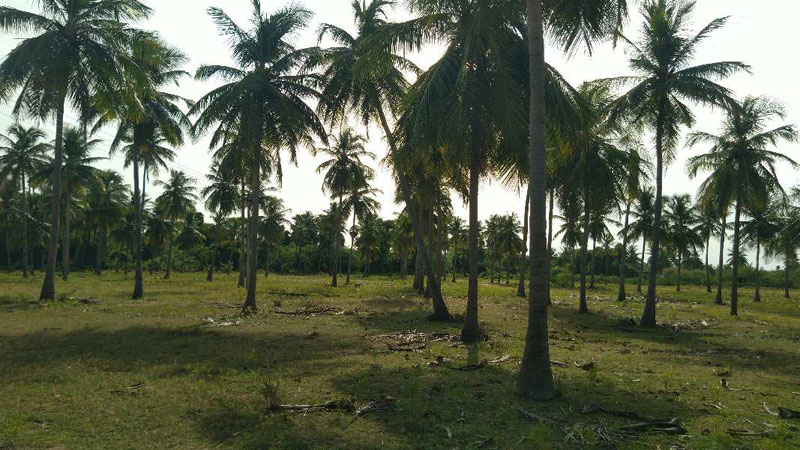 COCONUT FARM LAND SALE IN PUDUKOTTAI