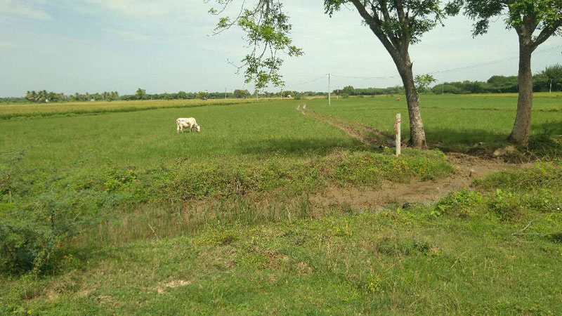 AGRICULTURE LAND SALE THANJAVUR IN IRRUBUTHALAI