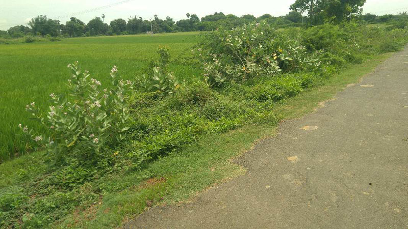 AGRICULTURE NANJAI LAND SALE IN THANJAVUR
