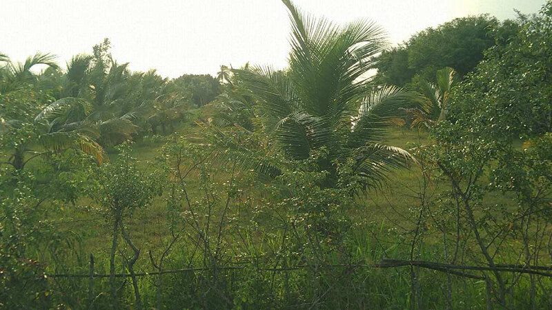 COCONUT FARM LAND SALE THANJAVUR IN MARUGULAM