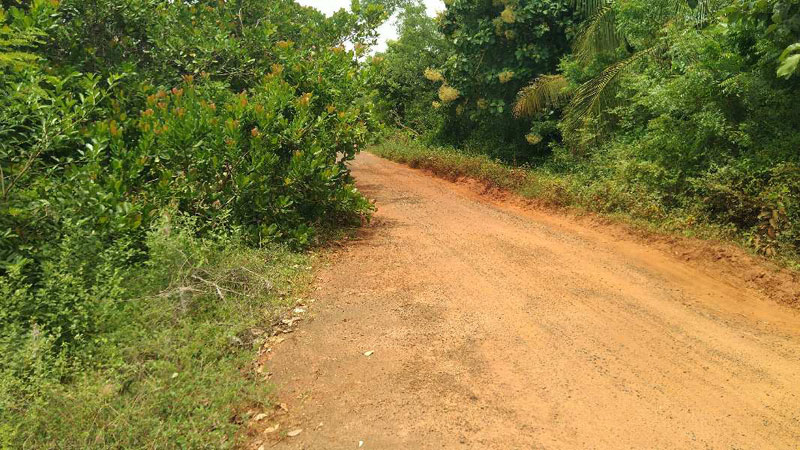 CASHEW TREES AGRICULTURE RED SOIL PROPERTY SALE IN THANJAVUR