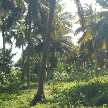 RIVER SIDE AGRICULTURE PROPERTY SALE WITH COCONUT TREES IN THANJAVUR