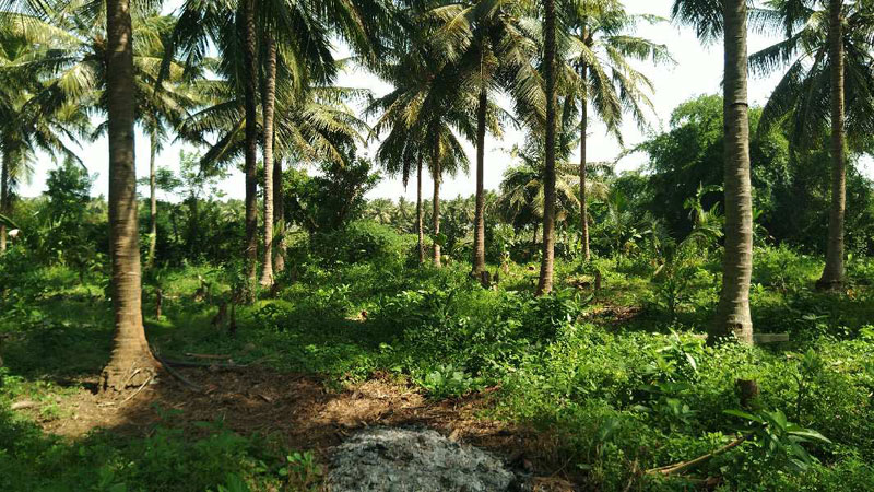 RIVER SIDE AGRICULTURE PROPERTY SALE WITH COCONUT TREES IN THANJAVUR
