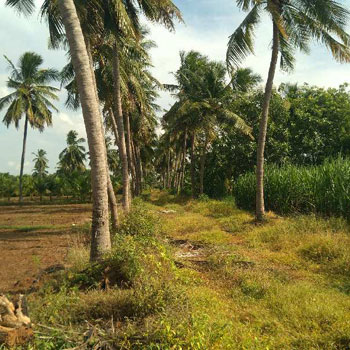 COCONUT FARM LAND SALE THANJAVUR IN MARUKULAM