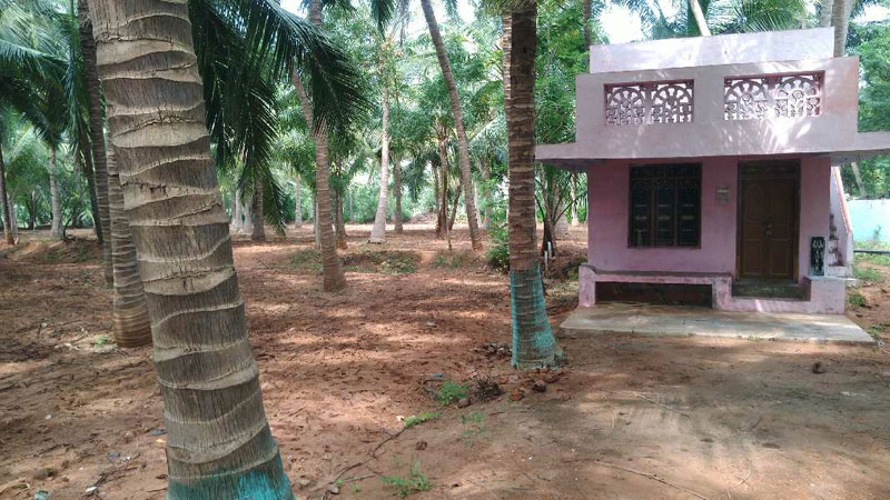 COCOUNT TRESS WITH FARM HOUSE SALE IN TRICHY