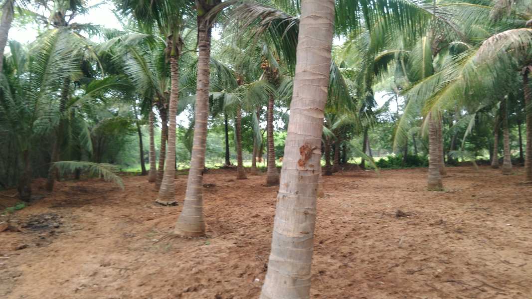 COCOUNT TRESS WITH FARM HOUSE SALE IN TRICHY