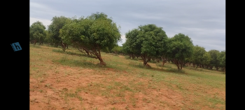 COCONUT AND MANGO TREES FARM LAND SALE THANJAVUR TO TRICHY CUT ROAD