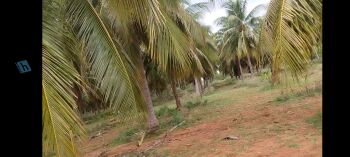COCONUT AND MANGO TREES FARM LAND SALE THANJAVUR TO TRICHY CUT ROAD