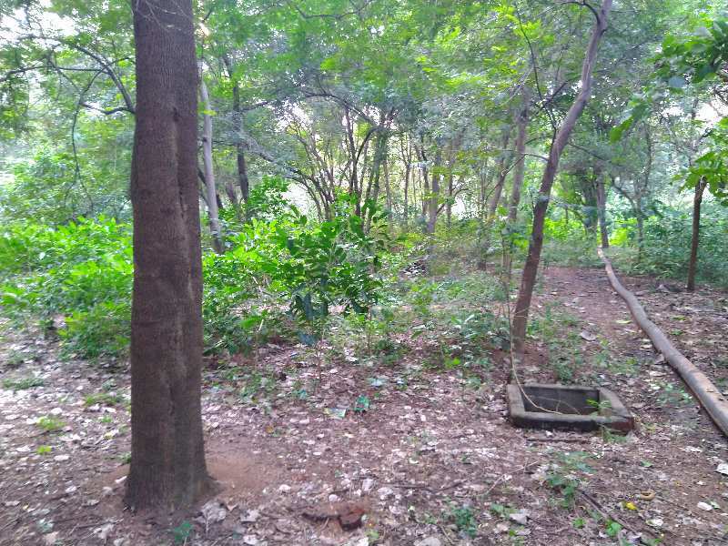 5 Acre Agricultural/Farm Land for Sale in Thirukattupalli, Thanjavur