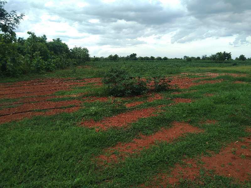 Agriculture Land Red soil