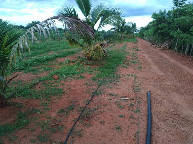 7.36 Acre Agricultural/Farm Land for Sale in Punalkulam, Thanjavur