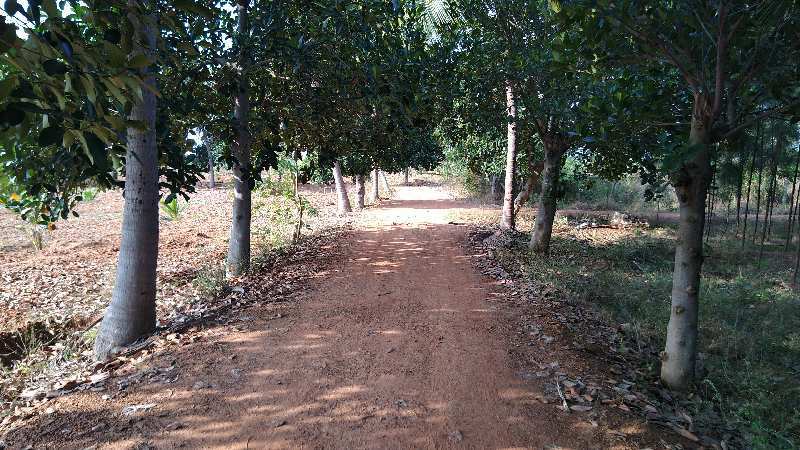 Agriculture Land Red soil with Fruits Trees and coconut Trees