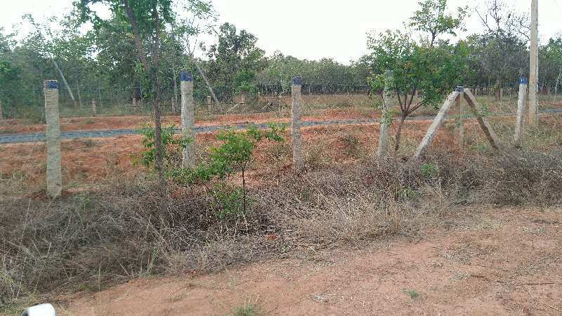 Agriculture Land Red soil with Fruits Trees and coconut Trees