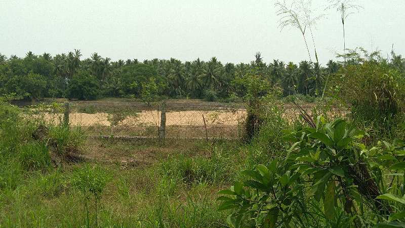 COCONUT TREES AND BANANA TREES INCOME PROPERTY
