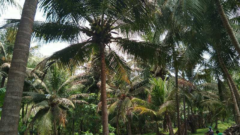 COCONUT TREES AND BANANA TREES INCOME PROPERTY