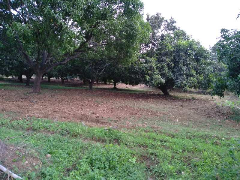 11 Acre Full Develop Wadi Farm House for Sell at Bordi