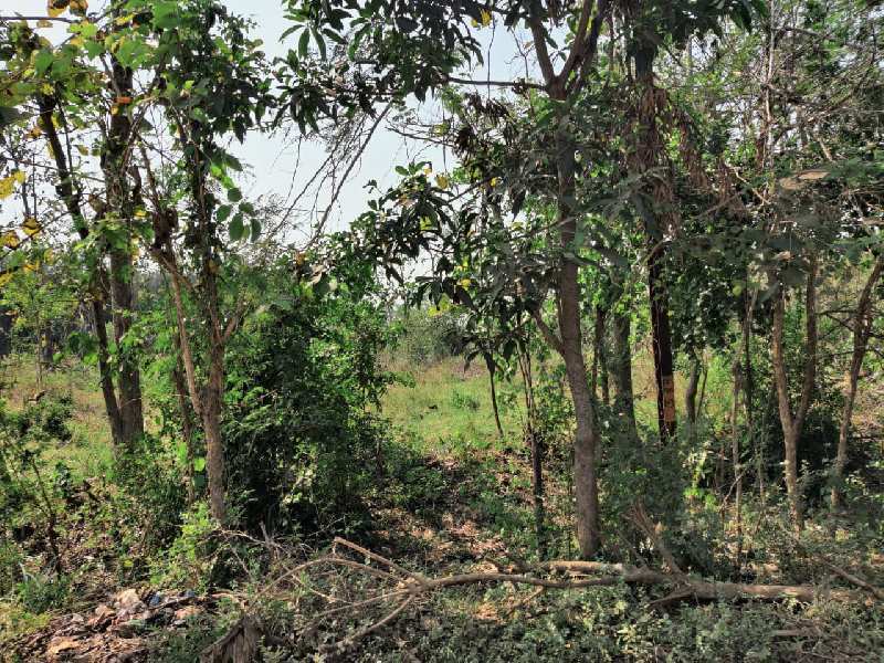 32 Acre Agricultural Land for Sell Title Clear