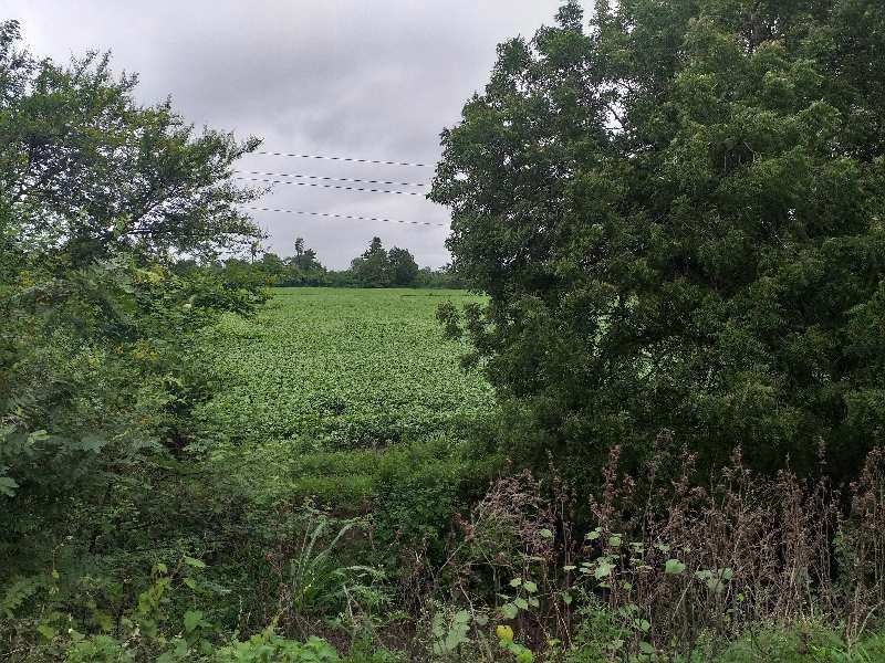 Agricultural/Farm Land For Sale In Mhow Road, Indore (3 Bigha)