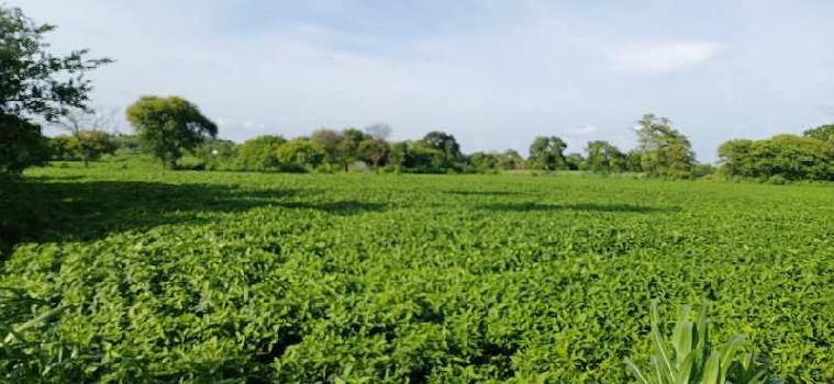 3 Bigha Agricultural/Farm Land for Sale in Mhow Road, Indore