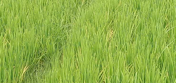 30 Acre Agricultural/Farm Land for Sale in Karamadai, Coimbatore