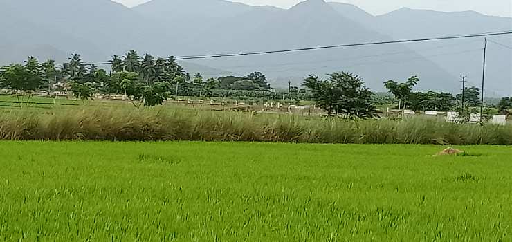 5.80 Acre Agricultural/Farm Land for Sale in Karamadai, Coimbatore