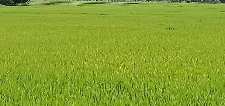 11 Acre Agricultural/Farm Land for Sale in Karadivavi, Coimbatore