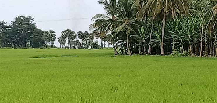 6.5 Acre Agricultural/Farm Land for Sale in Karamadai, Coimbatore