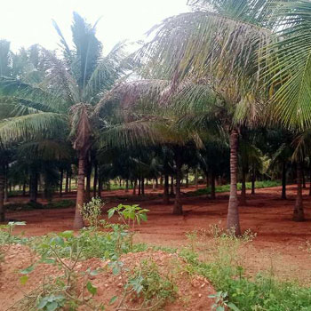 5.30 Acre Agricultural/Farm Land for Sale in Annur, Coimbatore