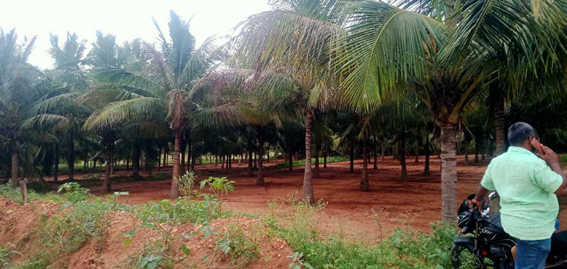 5.30 Acre Agricultural/Farm Land For Sale In Annur, Coimbatore