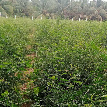 4.60 Acre Agricultural/Farm Land for Sale in Karamadai, Coimbatore