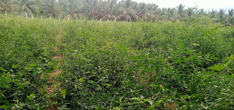 4.60 Acre Agricultural/Farm Land For Sale In Karamadai, Coimbatore