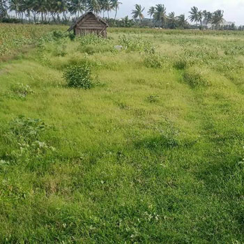 2.80 Acre Residential Plot for Sale in Keeranatham, Coimbatore