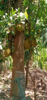 Agricultural/Farm Land for Sale in Annur, Coimbatore (6 Acre)