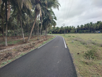 A beautiful Coconut Farms for sale in sirukalandhai, Kinathukadavu,