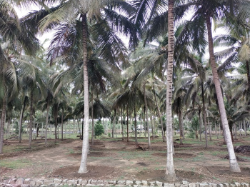 Property for sale in Kinathukadavu, Coimbatore