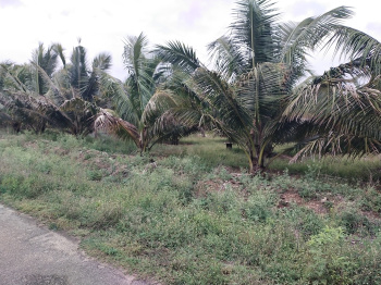 Property for sale in Kinathukadavu, Coimbatore