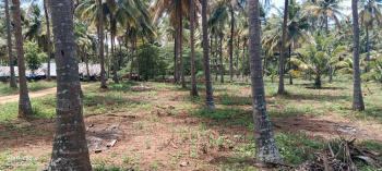 A beautiful Coconut farm land Sale in Pollachi prime Location, budget friendly