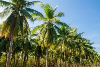 A beautiful  Coconut farm land with RC buildng for sale in Thondamuthur ,budget friendly