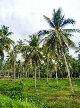 Property for sale in Thondamuthur, Coimbatore