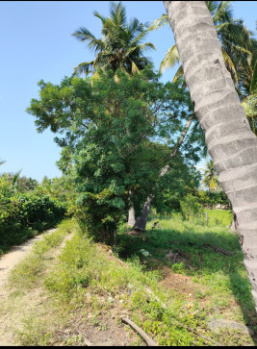 An Excellent Farm Land of 1.4 Acres in Pongalur Near Puliyampatti is for Sale in Coimbatore