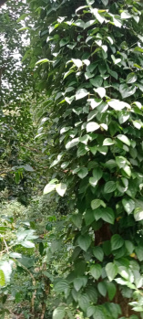 An Excellent Premium AGRI PROPERTY of 165 Acres For Sale In Pandrimalai, near KODAIKANAL, ADALUR, DINDIGUL