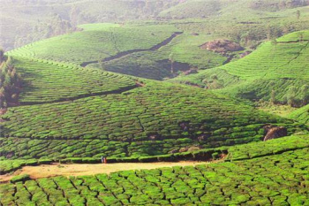 Strategic Acquisition: Massive 535-Acre Dual-Crop Tea & Coffee Estate with Resort Bunglow in Prime OOTY, UDHAGAMANDALAM