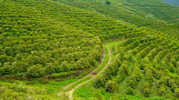 Property for sale in Udhagamandalam, Nilgiris