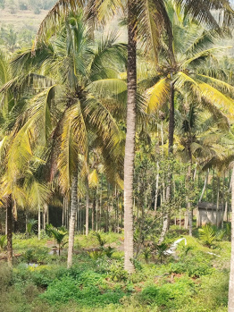 AN EXCELLENT AGRICULTURAL PROPERTY OF 4 ACRES WITH COCONUT PLANTATION IS FOR SALE IN KARUNYA UNIVERSITY, KARUNYA NAGAR. SIRUVANI MAIN ROAD, COIMBATORE