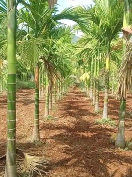 An Exclusive Private AGRI Land for Sale in Thalavadi Hill, Prime Thalavadi Location, Erode.